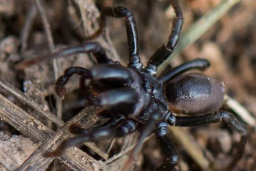 Réf. 273 025 : Atypus sp.