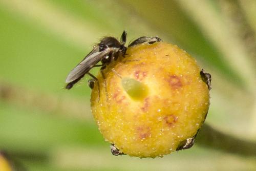 Réf. 273 334 : Forcipomyia sp.