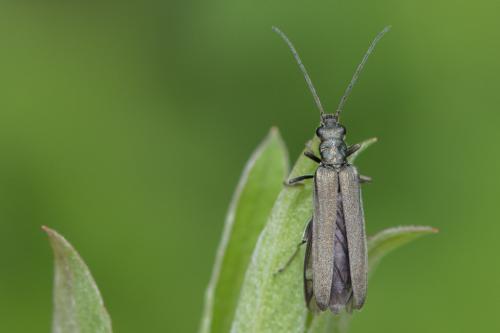 Réf. 273 211 : Oedemera virescens