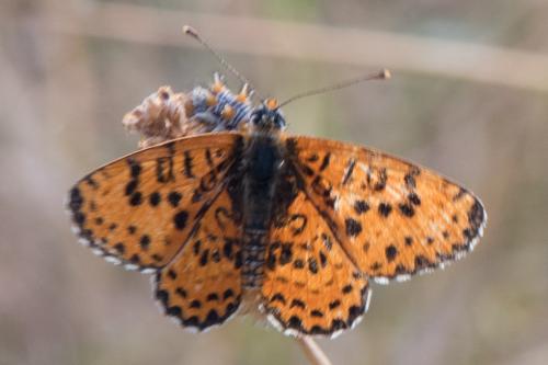 Réf. 273 650 : Melitaea didyma