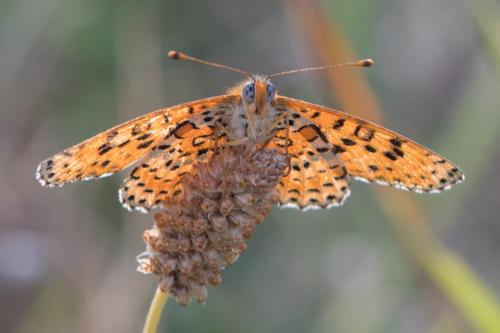 Réf. 273 649 : Melitaea didyma