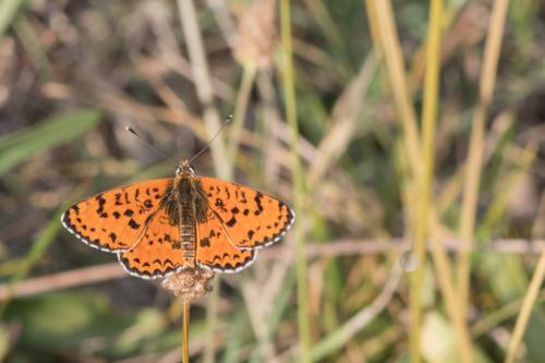 Réf. 273 652 : Melitaea didyma