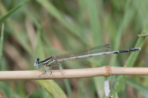 Réf. 273 604 : Platycnemis latipes