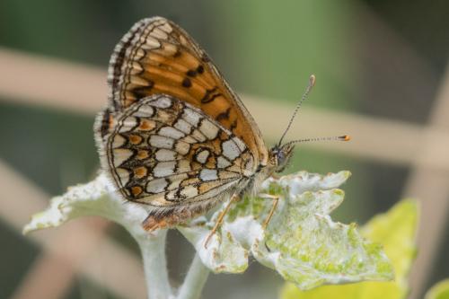 Melitaea athalia celadussa