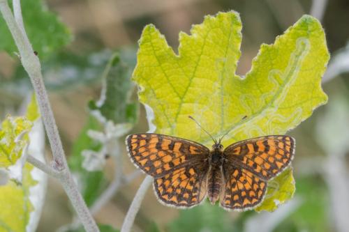 Melitaea athalia celadussa