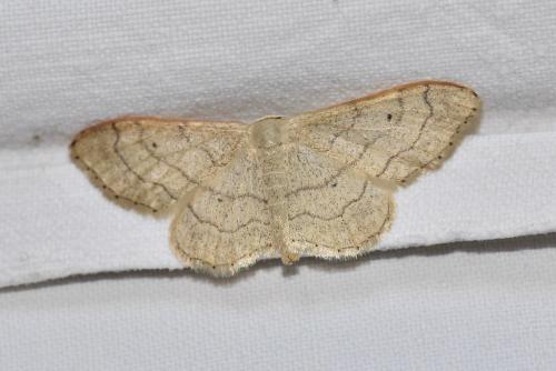 Réf. 273 052 : Idaea aversata