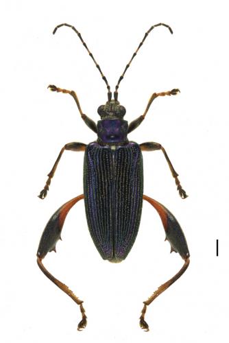 Réf. 273 961 : Donacia crassipes
