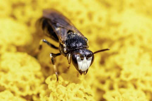 Réf. 273 386 : Hylaeus nigritus