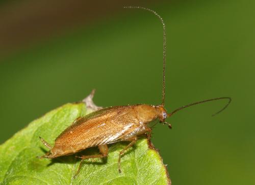 Réf. 273 463 : Ectobius sp.