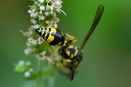 Réf. 273 601 : Eumenes papillarius