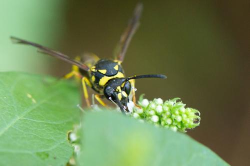 Réf. 273 602 : Eumenes papillarius