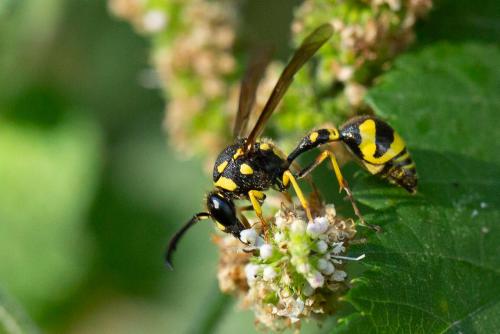 Eumenes papillarius