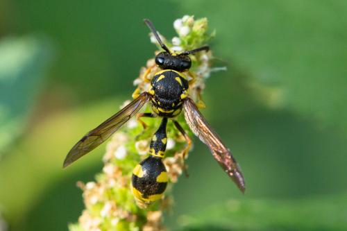 Eumenes papillarius
