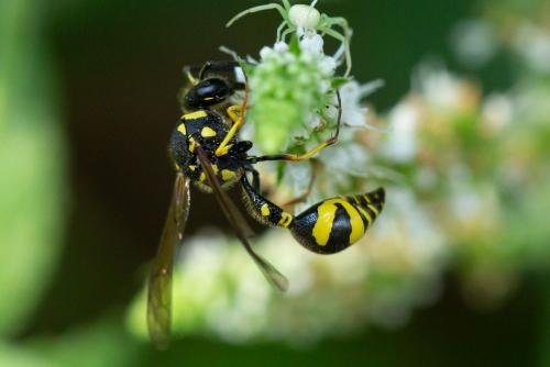 Réf. 273 600 : Eumenes papillarius