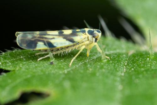 Réf. 273 737 : Eupteryx sp.