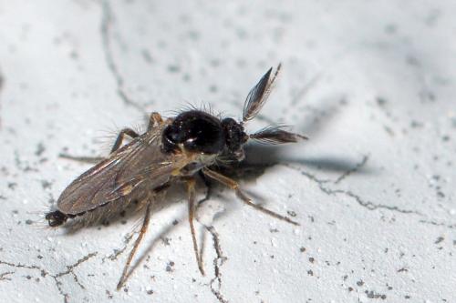 Réf. 273 371 : Forcipomyia sp.