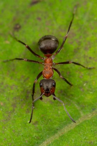 Formica rufa