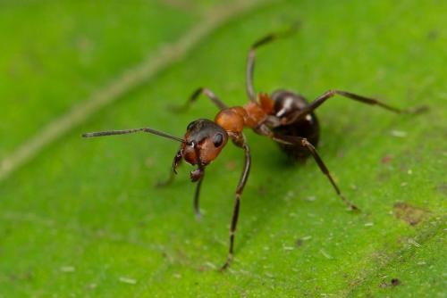 Formica rufa