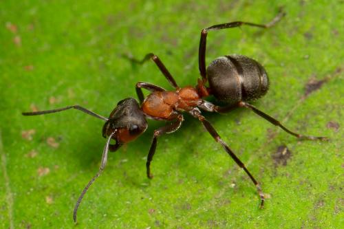 Formica rufa