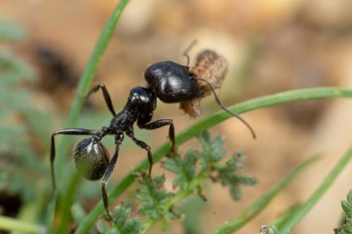 Réf. 273 897 : Messor sp.