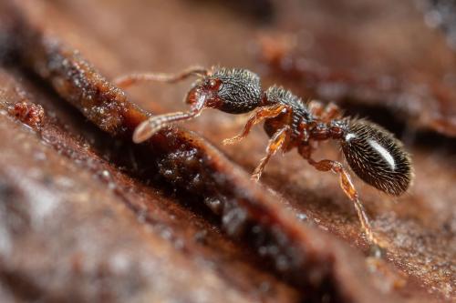 Myrmecina graminicola