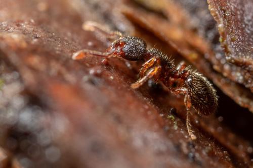Myrmecina graminicola
