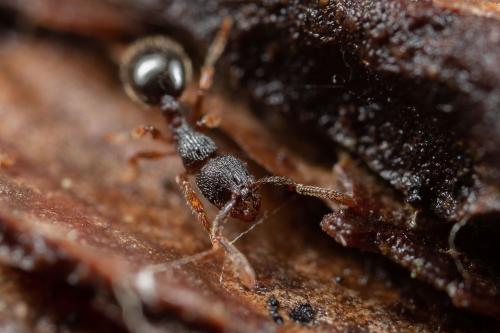 Myrmecina graminicola