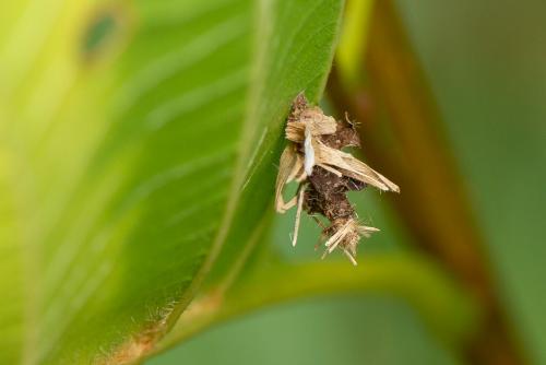 Réf. 273 571 : Proutia betulina