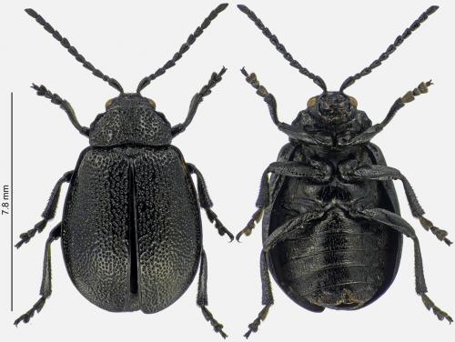 Réf. 273 301 : Galeruca tanaceti