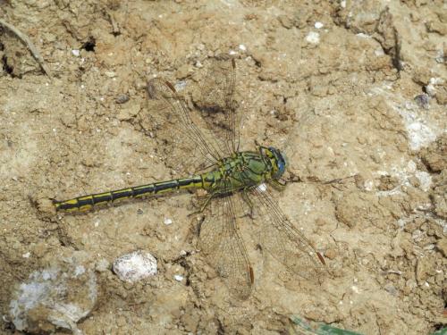 Gomphus pulchellus