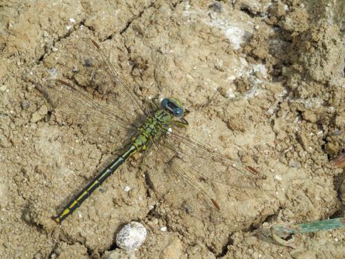 Gomphus pulchellus