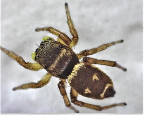 Heliophanus tribulosus