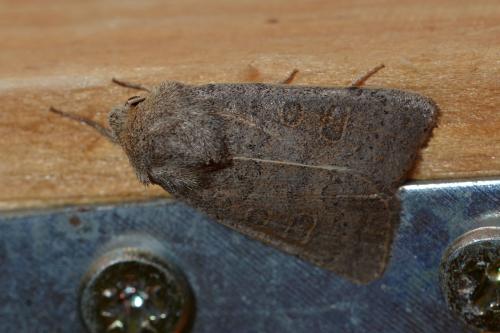 Réf. 273 631 : Hoplodrina sp.