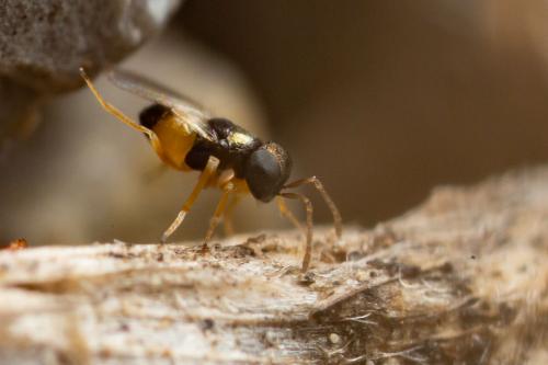 Réf. 273 892 : Ooencyrtus sp.