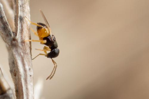 Réf. 273 893 : Ooencyrtus sp.