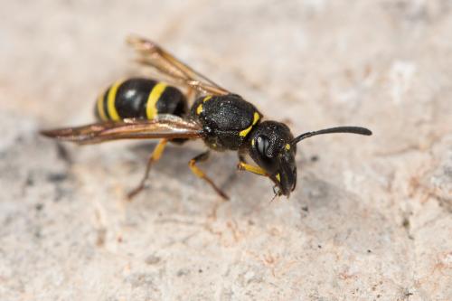 Réf. 273 087 : Ancistrocerus sp.