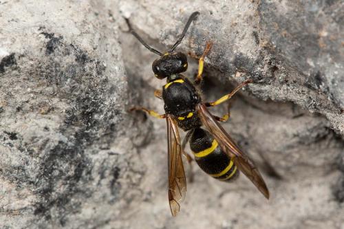 Ancistrocerus sp.