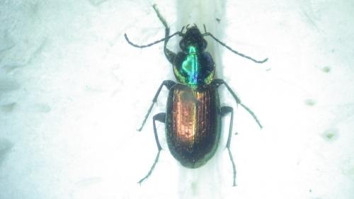 Réf. 273 774 : Agonum sexpunctatum