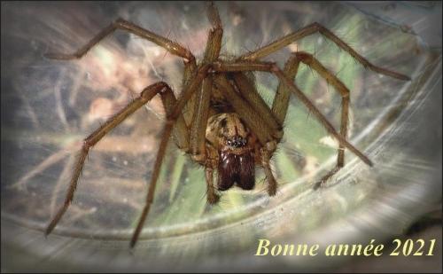 Eratigena sp.