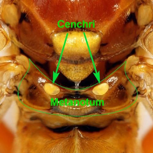 Réf. 273 974 : Tenthredo adusta