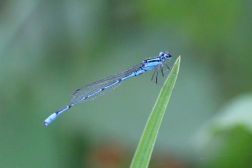 Acanthagrion temporale