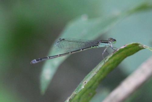 Ischnura capreolus