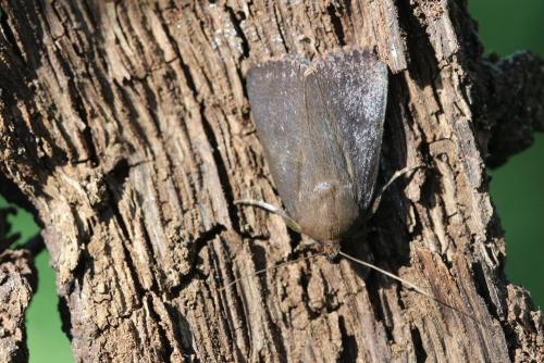 Réf. 273 339 : Amphipyra livida