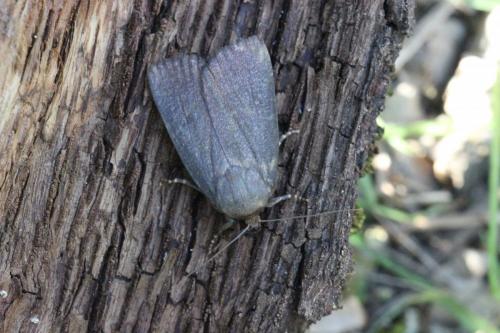 Réf. 273 342 : Amphipyra livida