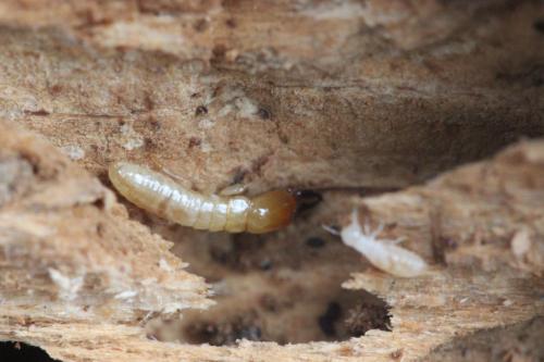 Kalotermes flavicollis
