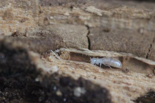 Kalotermes flavicollis