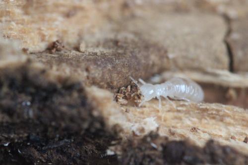 Kalotermes flavicollis