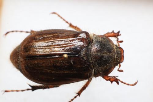 Amphimallon solstitiale