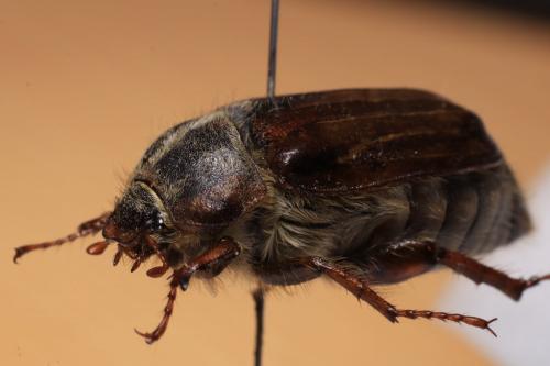 Amphimallon solstitiale