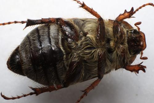 Amphimallon solstitiale